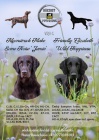 Prodej �t��at plemeno flatcoated retriever