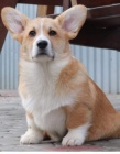 Pembroke Welsh Corgi �t��ata