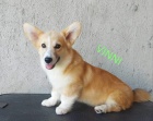 Pembroke Welsh Corgi �t��ata