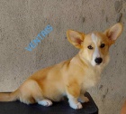 Pembroke Welsh Corgi �t��ata