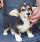 Pembroke Welsh Corgi �t��ata