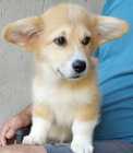 Pembroke Welsh Corgi �t��ata
