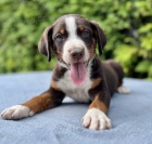 Appenzellsk� sala�n�cky pes