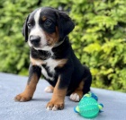 Appenzellsk� sala�n�cky pes