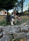 Vel�sk� Corgi Pembroke �t��ata