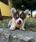 Vel�sk� Corgi Pembroke �t��ata