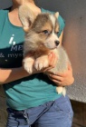 Vel�sk� Corgi Pembroke �t��ata