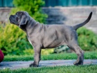 Cane Corso �t��ata DOPORU�EN�