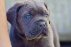 Cane Corso �t��ata DOPORU�EN�