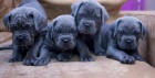 Cane Corso �t��ata DOPORU�EN�
