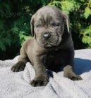 Cane Corso �t��ata DOPORU�EN�