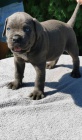 Cane Corso �t��ata DOPORU�EN�