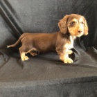 Kr�sn� dlouhosrst� �t��ata jezev��ka velikosti kr�l�ka k dispozici a p�ipravena k prodeji. Pouze pro v�n� osoby.