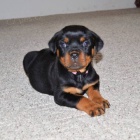 Prod�m roztomil� a kr�sn� miniaturn� �t���tka rotvajlera.