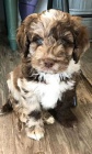 Prod�m zdrav� �t��ata MINI Aussiedoodle.