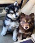 Prod�m �t��ata Pomskies (k��enec sibi�sk� husky a pomeranian)