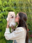 Hygienicky vy�kolen� miniaturn� �t��ata pomeranian� na prodej.