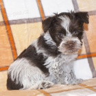 Prod�m ZDRAV�, O�KOVAN� a od�erven� �t��ata mini fenek a mal�ch kn�ra��.