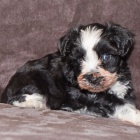 Prod�m ZDRAV�, O�KOVAN� a od�erven� �t��ata mini fenek a mal�ch kn�ra��.