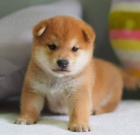 Prod�m rozko�n� miminka �t��ata shiba inu
