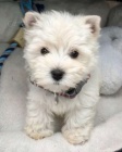 Prod�m mini mini �t��ata West Highland White Terriers