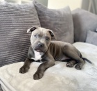 Prod�m zdrav� �t��ata staford��rsk�ho bulteri�ra