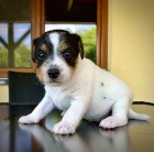 �t��ata Parson Russell teri�r s PP