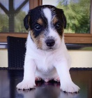 �t��ata Parson Russell teri�r s PP