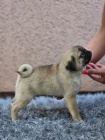 Mops �t��ata