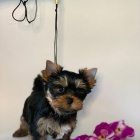 Prod�m kr�sn� �t���tka mini jork��rsk�ho teri�ra.