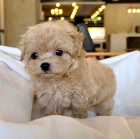 �t��ata TOY pudla k adopci.