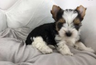 Prod�m zdrav� �t��ata MINI BIEWER YORKIE.