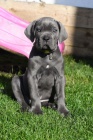 Prod�m �t��ata Cane Corso
