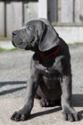 Prod�m �t��ata Cane Corso