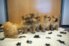 Prod�m �t��ata pomeraniana.