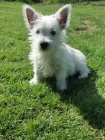 Prod�m �t��ata West Highland White Terriers