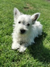 Prod�m �t��ata West Highland White Terriers