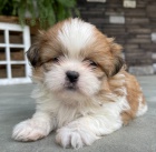 Prod�m �t��ata SHIH TZU