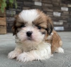 Prod�m �t��ata SHIH TZU