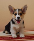 Prod�m �t��ata Pembroke Welsh Corgi.