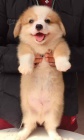 Prod�m �t��ata Pembroke Welsh Corgi.