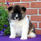 AKITA INU �T��ATA