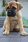 Prod�m roztomil� a kr�sn� �t���tka Bullmastiffa.
