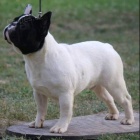 Francouzsk� buldo�ek �t��ata