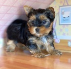 Prod�m roztomil� a kr�sn� �t���tka mini jork��rsk�ho teri�ra.