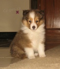 Prod�m �t��ata Sheltie o�kovan� a od�erven�.