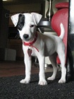 Prod�m �t��ata jack russell teri�ra.