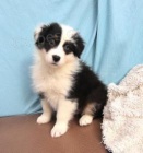 Prod�m �t��ata australsk�ho ov��ka