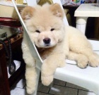 Prod�m zdrav� �t��ata �au-�au