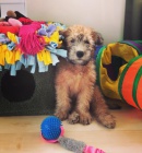 �t�n� Irsky p�eni�n� jemnosrst� teri�r   